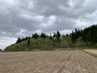 どんより曇り空5.4.30.JPG