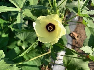 オクラの花5.8.30.jpg