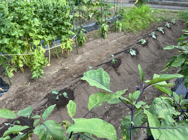 カリフラワーを植えました6.7.31