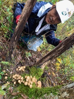 キノコ採り5.10.29.4.JPG
