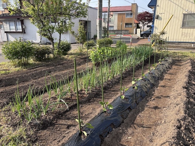 ナスを植えました7.5.15