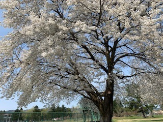 中学校の桜5.4.28.JPG