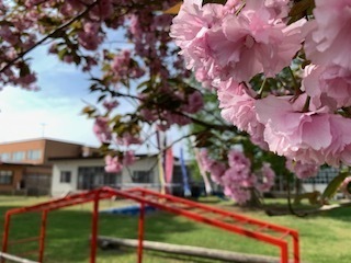保育園の桜と鯉のぼり6.4.29.1.JPG