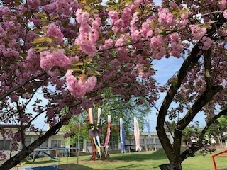 保育園の桜と鯉のぼり6.4.29.2.JPG
