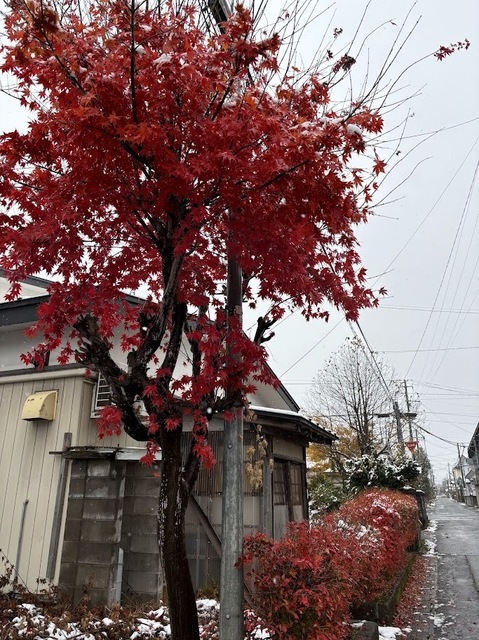 初雪となりました6.11.19.2