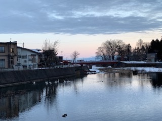 川の白鳥一家6.2.6.JPG