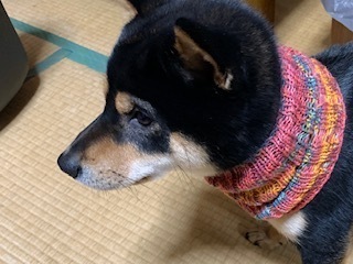 愛犬・泰地6.3.29.1.jpg