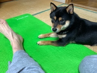 愛犬・泰地6.3.29.2.JPG