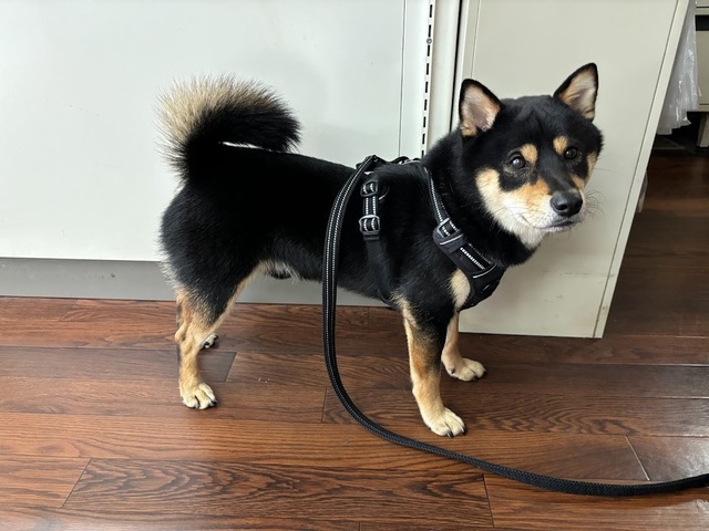 愛犬・泰地6.9.28.1