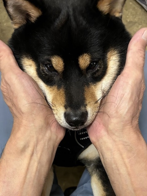 愛犬・泰地6.9.28.2