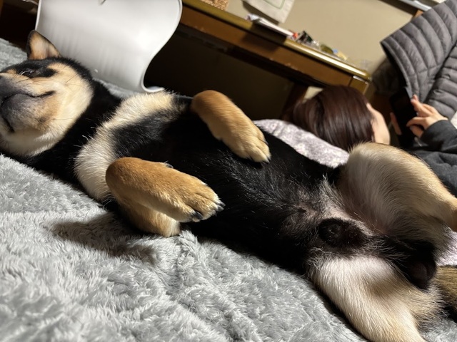 愛犬・泰地7.1.3