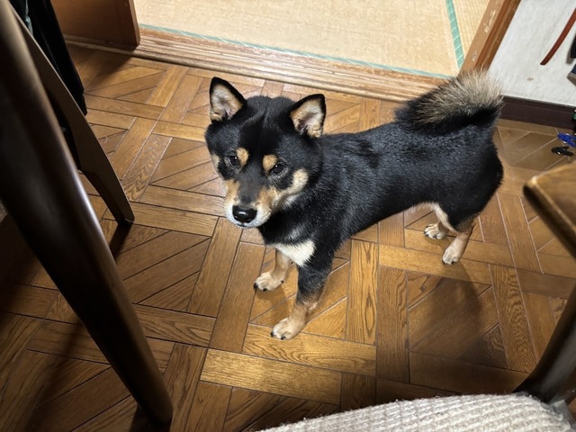 愛犬・泰地7.1.6