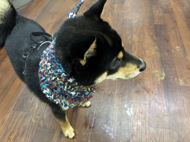 愛犬・泰地7.1.7