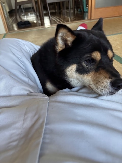 愛犬・泰地7.7.16.1