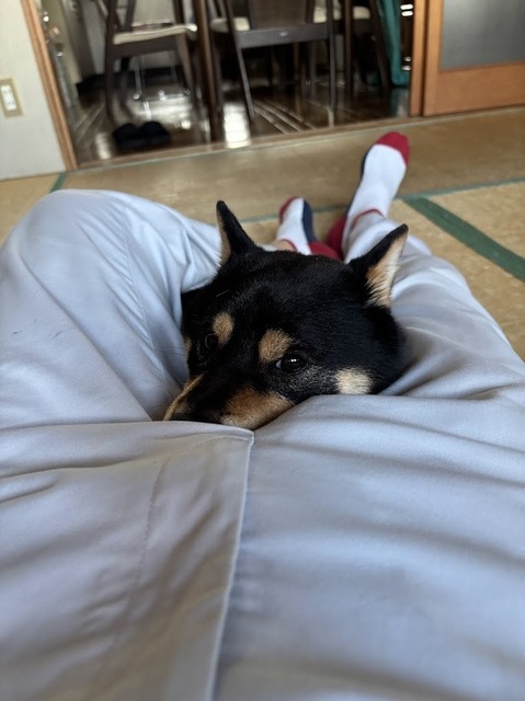 愛犬・泰地7.7.16.2