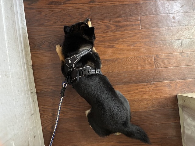 愛犬・泰地お店番7.7.5