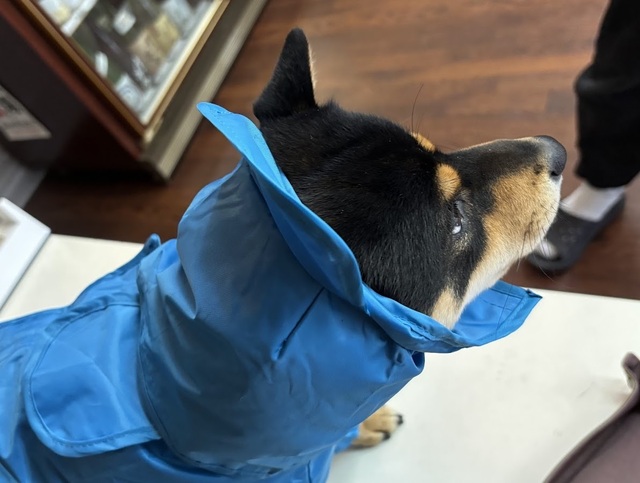 愛犬・泰地のお散歩6.12.31.1