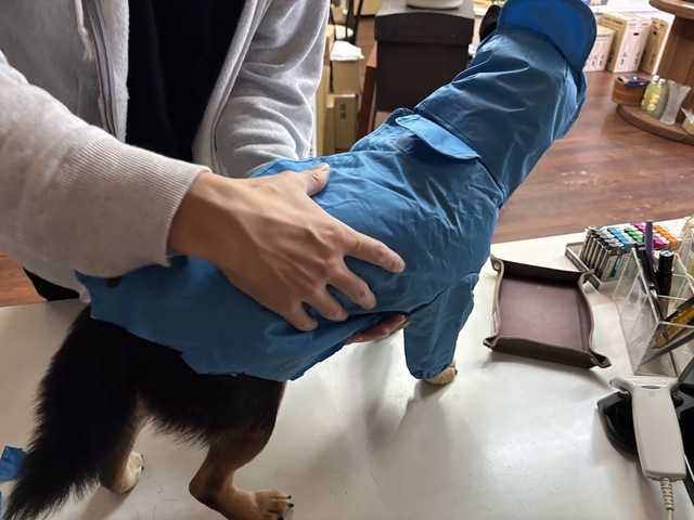 愛犬・泰地のお散歩6.12.31.2