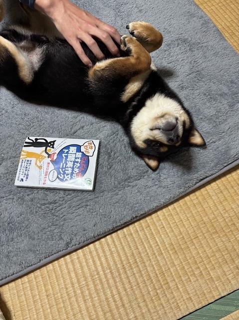 愛犬・泰地ゴロゴロ7.5.6