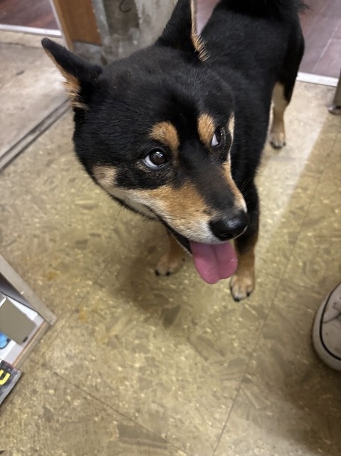 愛犬・泰地来ました7.6.26