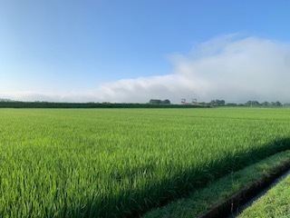 朝のランニング5.7.29.5.JPG