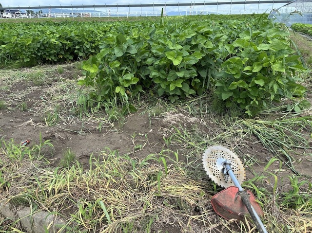 枝豆刈り6.7.30