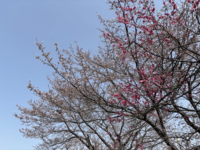 桜が開花7.4.19.2