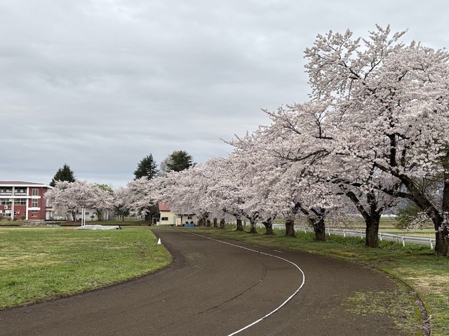 桜満開7.4.24.1