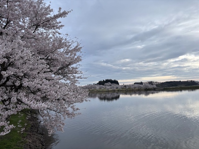 桜満開7.4.24.2
