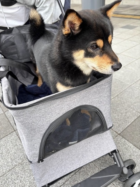 泰地帰りました7.5.9