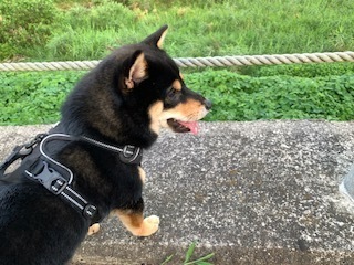犬の散歩5.8.15.JPG