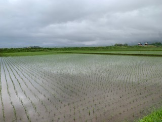 田植え後5.5.30.JPG
