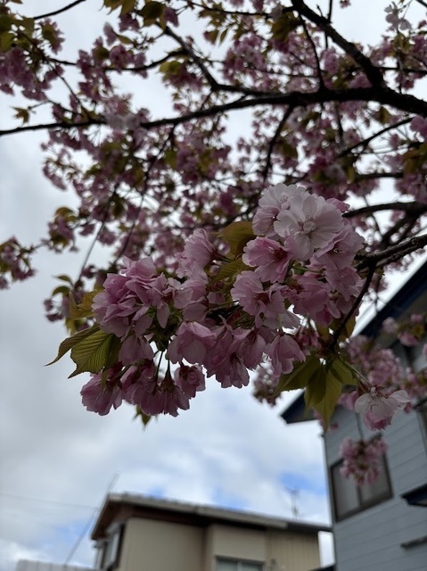 町内の桜7.4.30.1