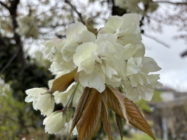 町内の桜7.4.30.2