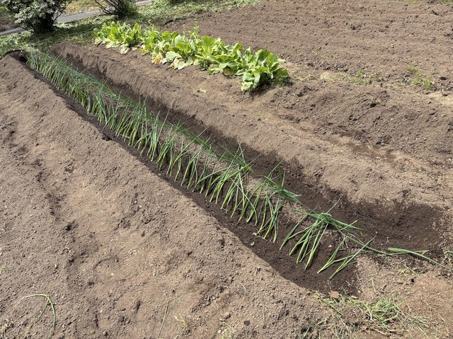 畑にネギを植えました7.5.9