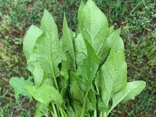 畑のほうれん草6.5.29.jpg