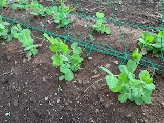 畑の野菜5.4.30.3.JPG