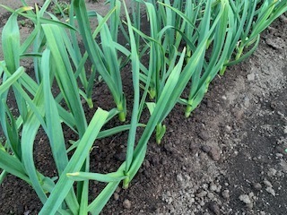 畑の野菜5.4.30.4.JPG