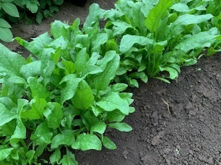 畑の野菜たち5.5.29.1.JPG