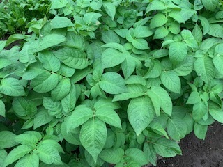 畑の野菜たち5.5.29.2.JPG