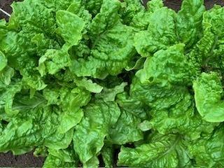 畑の野菜たち5.5.29.3.jpg
