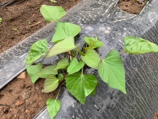 畑の野菜たち5.5.29.5.jpg