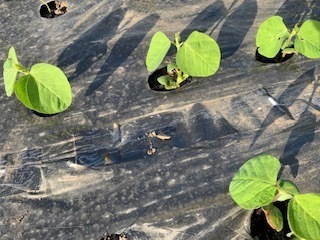 畑の野菜たち5.5.30.2.jpg