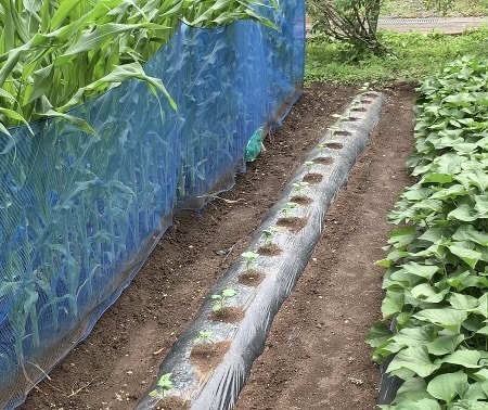 畑の野菜たち5.6.29.2.jpg