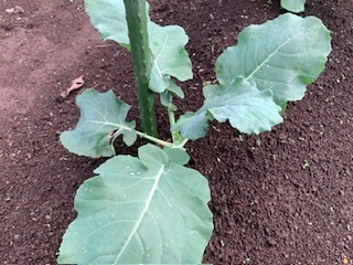 畑の野菜たち5.9.28.3.jpg