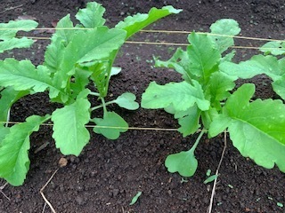 畑の野菜たち5.9.28.5.jpg