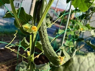 畑の野菜たち6.7.11.2.jpg