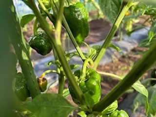 畑の野菜たち6.7.11.4.jpg