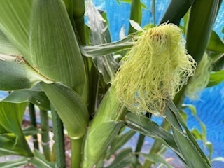 畑の野菜たち6.7.11.6.jpg