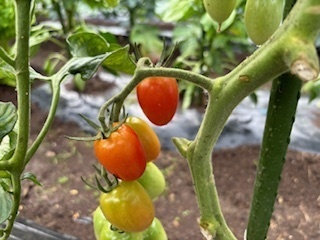畑の野菜たち6.7.4.3.jpg